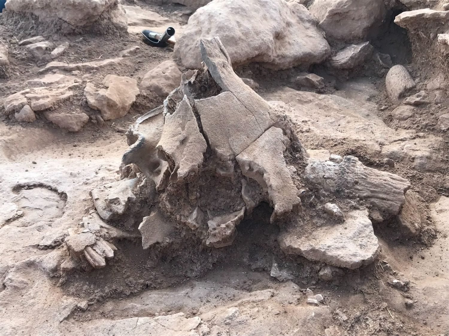 Wild cattle skulls along the walls.