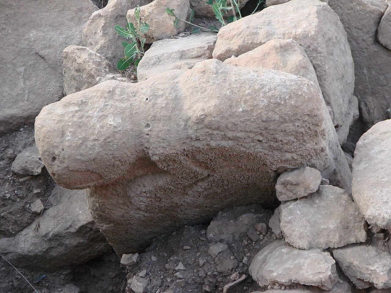 Wild-animal carvings at Göbekli Tepe — the aurochs was among the dangerous beasts its builders both hunted and depicted in stone.