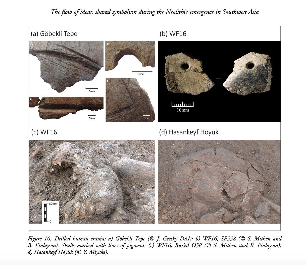 A shared way of treating the dead: drilled human skull fragments from Göbekli Tepe (a) and WF16 (b), and skulls marked with lines of pigment at WF16 (c) and Hasankeyf Höyük (d). The same practices recur more than 1,000 km apart.