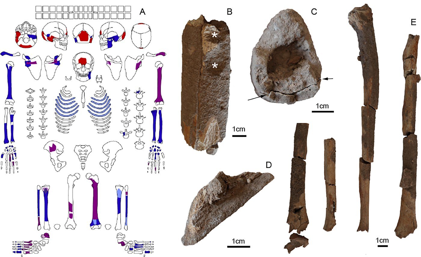 The young woman's skeleton, mapped and photographed. Hard calcareous crusts and soil pressure cracked the larger bones into pieces — the very pattern seen in the thousands of loose fragments from the monumental buildings' fill.