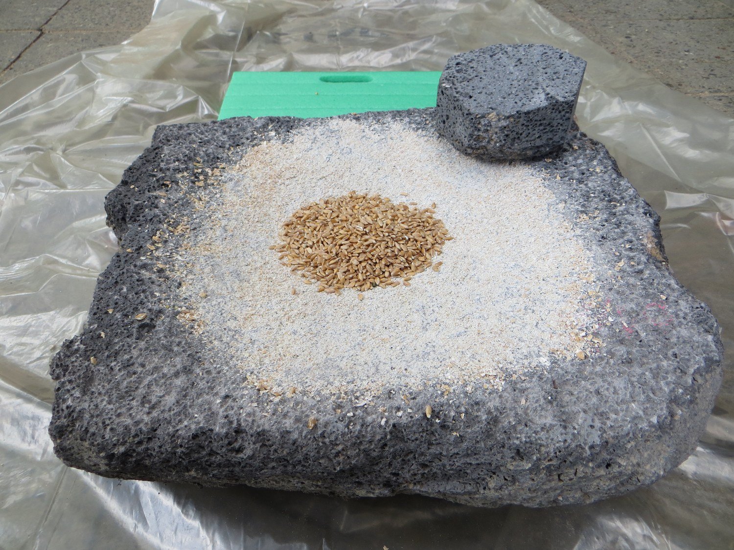 Whole wheat grains heaped at the centre of a basalt grinding slab, with milled flour spread around them and a handstone alongside