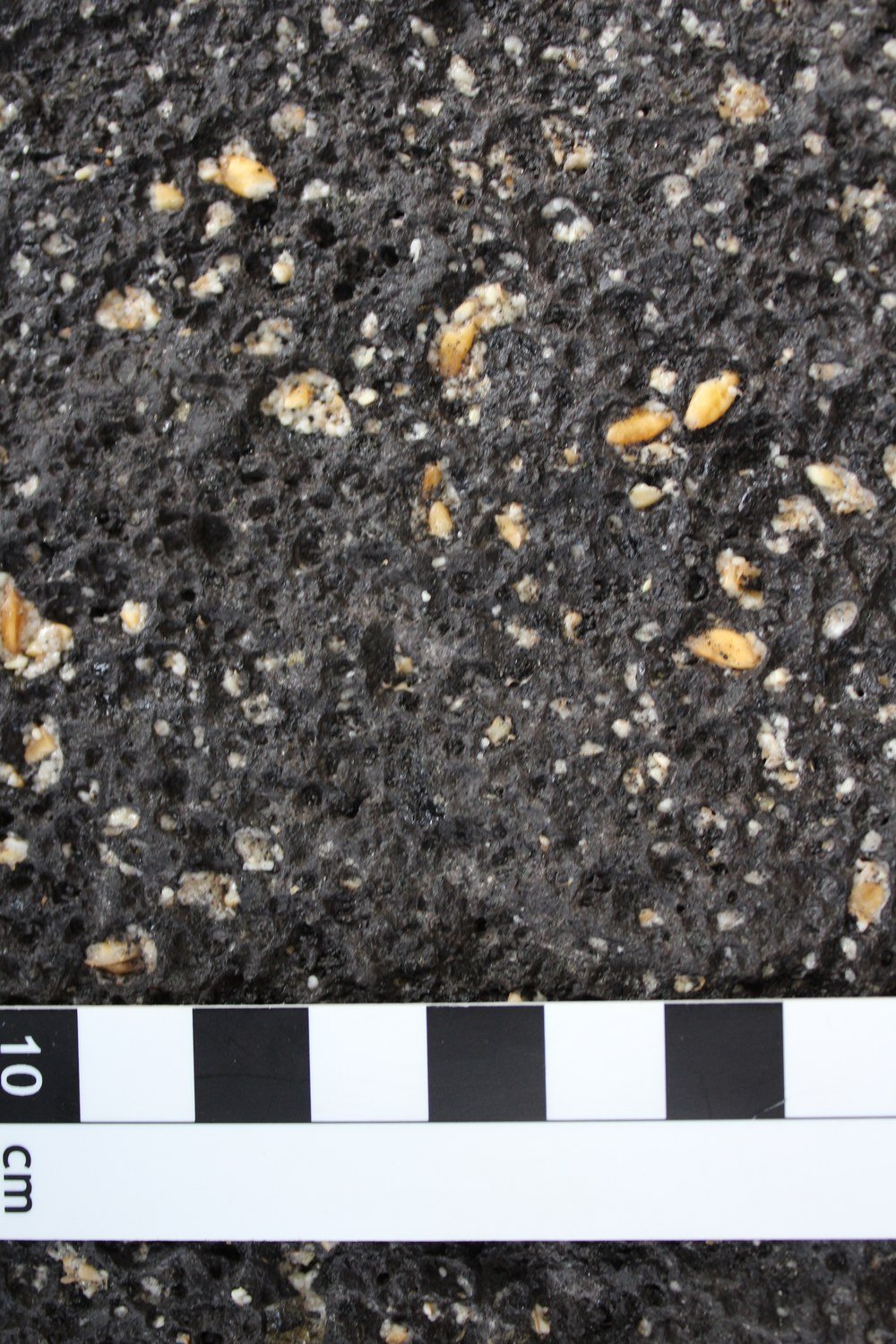 Cereal grains embedded in the dark worked surface of a ground-stone tool, photographed beside a centimetre scale bar
