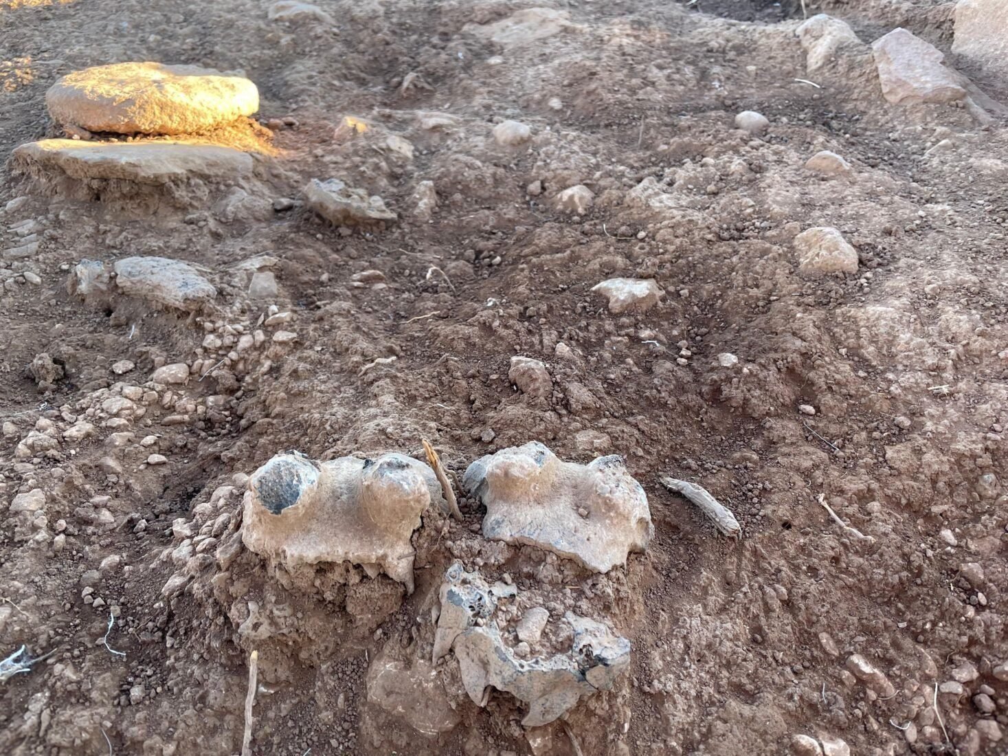 Excavation at Çakmaktepe, where burned wild-animal skulls were found deliberately placed against the base of a wall.